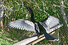 Anhinga
